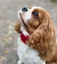 Dog Neck Warmer - Handknit  - Snood Chunky Tweed - Red - Image 1
