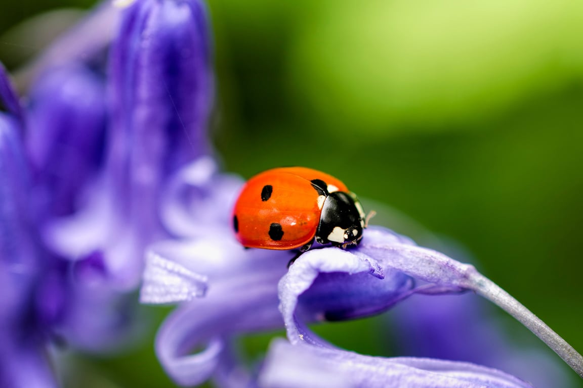 Ladybird on bluebell print