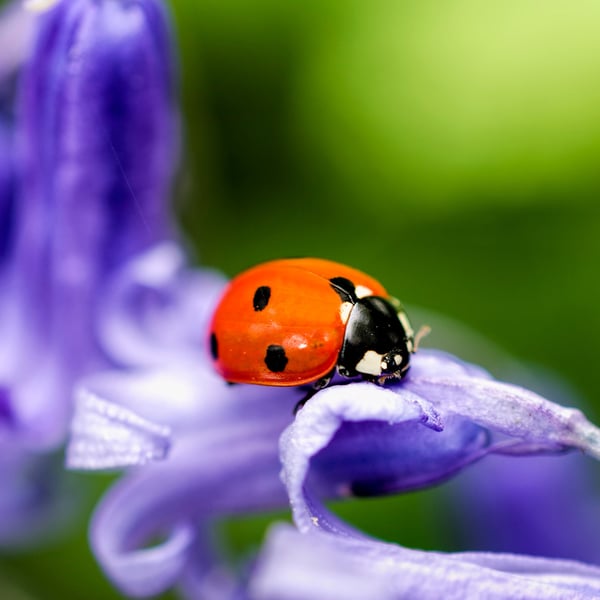 Ladybird on bluebell print