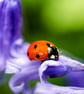 Ladybird on bluebell wall art print - Image 2