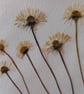 Handmade pressed Daisy greeting card. A6 size. 4x6inch. - Image 2