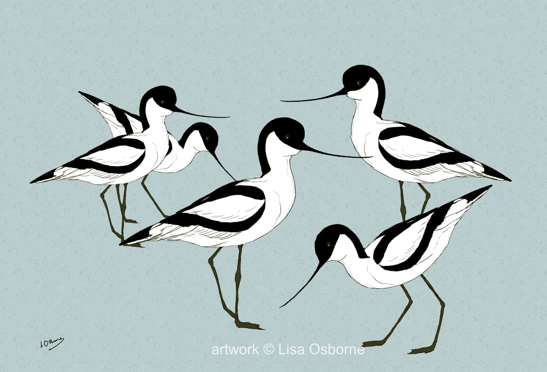 Avocets - bird art print