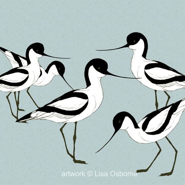 Avocets - bird art print