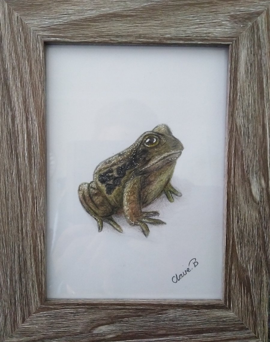 Hand drawn framed frog wall art