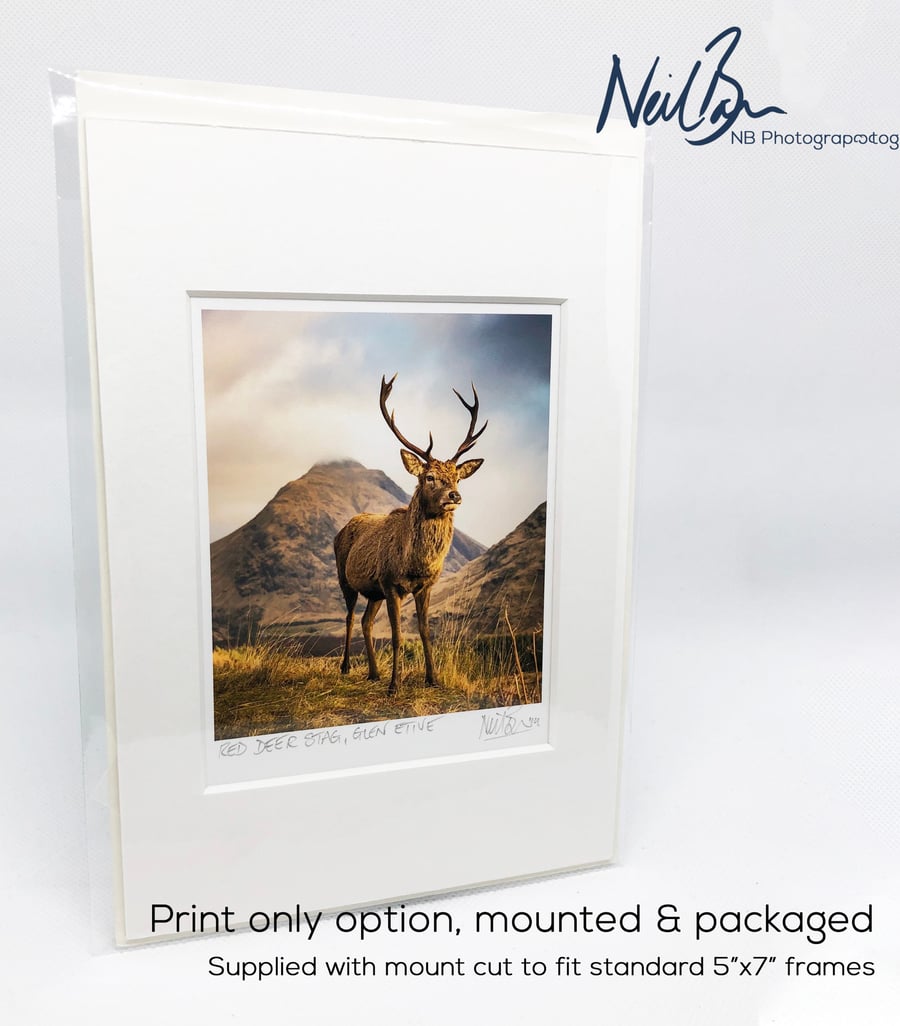 Scottish Highlands Red Deer Stag in Glen Etive - A6 (5" x 7") Unframed Print