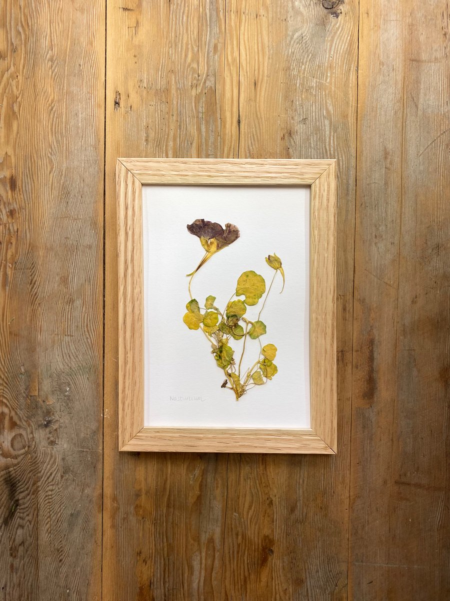 Pressed Nasturtium flowers - A5