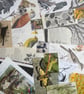 Natural History Ephemera — British Wildlife & Botanical Collection - Image 3