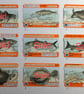 Fish ticket - Image 1