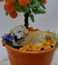 Orange Fruit Tree with sleeping Dog. - Image 6