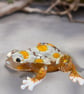 Handmade Resin Frog Ornament with Real Daisies – Gold Glitter Botanical Frog 