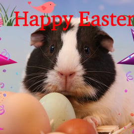 A5 Card Easter Guinea Pig 