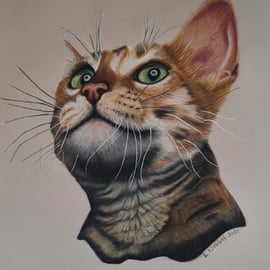 Fine art pastel pencil drawing. Tabby cat kitten original artwork NOT A PRINT