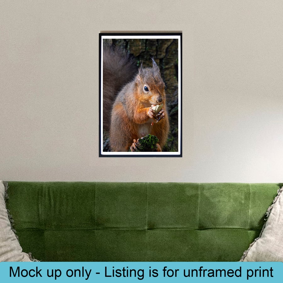 Red squirrel lunch print