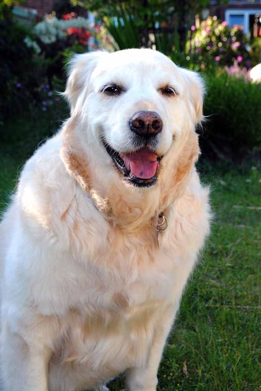 Golden Retriever Dog Canine Portrait Photograph Print