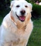 Golden Retriever Dog Canine Portrait Photograph Print - Image 1