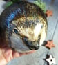 Ceramic Hedgehog sculpture - Image 7