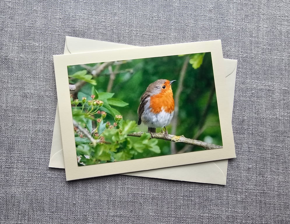 Robin Large Photographic Card 7" x 5" BLANK
