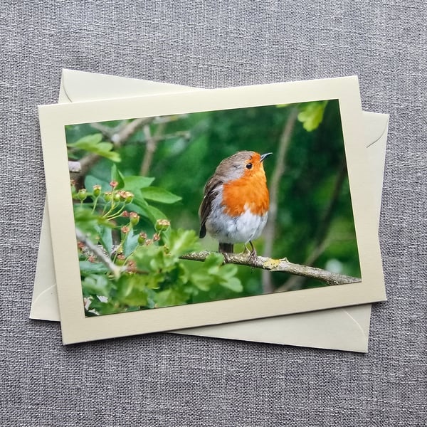 Robin Large Photographic Card 7" x 5" BLANK