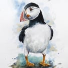 Puffin, Professional Giclée Print.