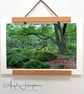 Unframed Colour Photograph A4 - Padley Gorge Derbyshire Woodland