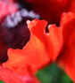 Poppy Photo Greetings Card - Image 2