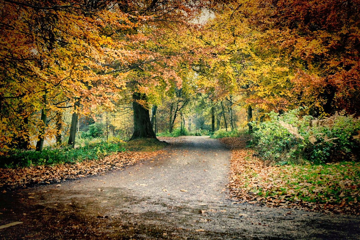 The road less well trod - an autumn walkthrough