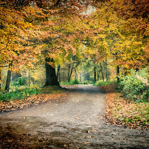 The road less well trod - an autumn walkthrough
