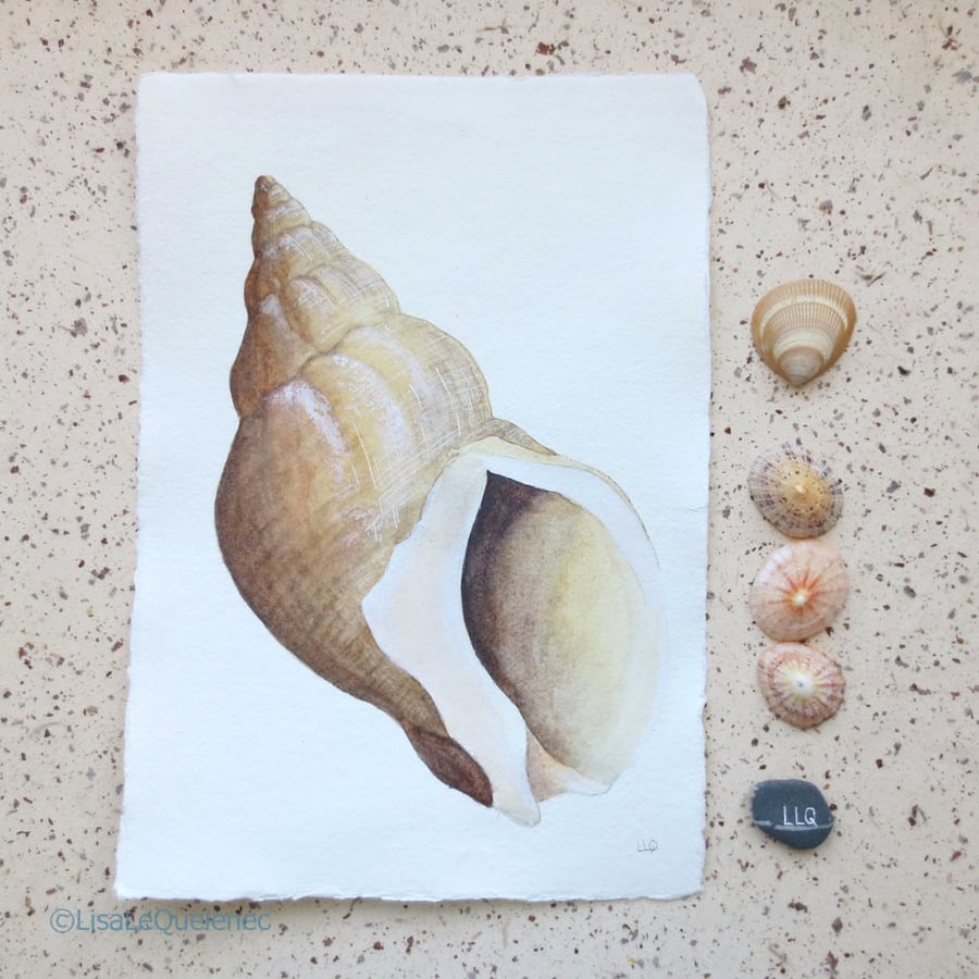 Sale Whelk sea shell original watercolour painting coastal collection seaside 