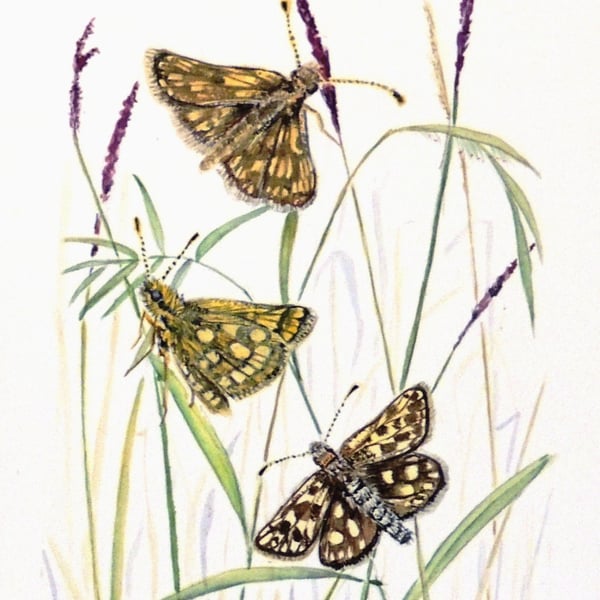  Framed Butterfly and Wildflower Botanical Watercolour Painting