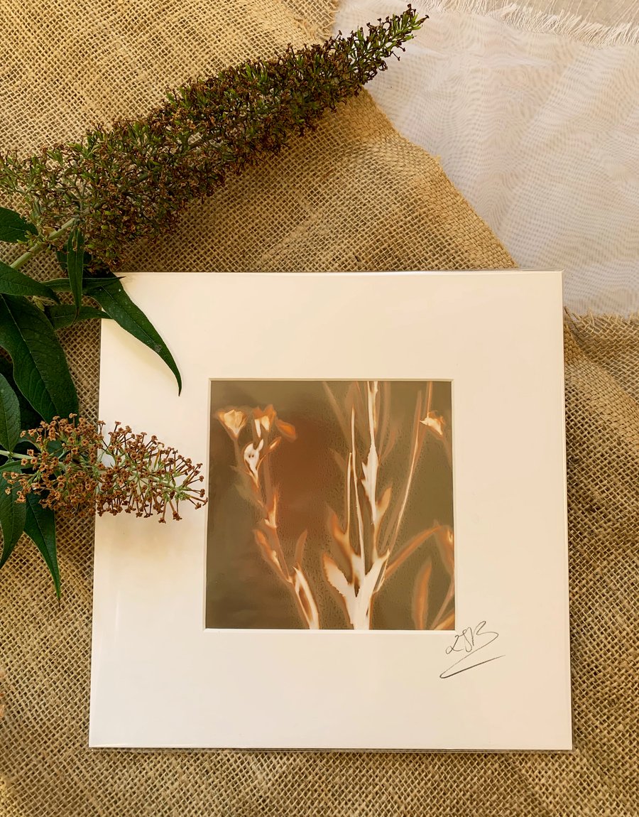 Flower Head Lumen Print 