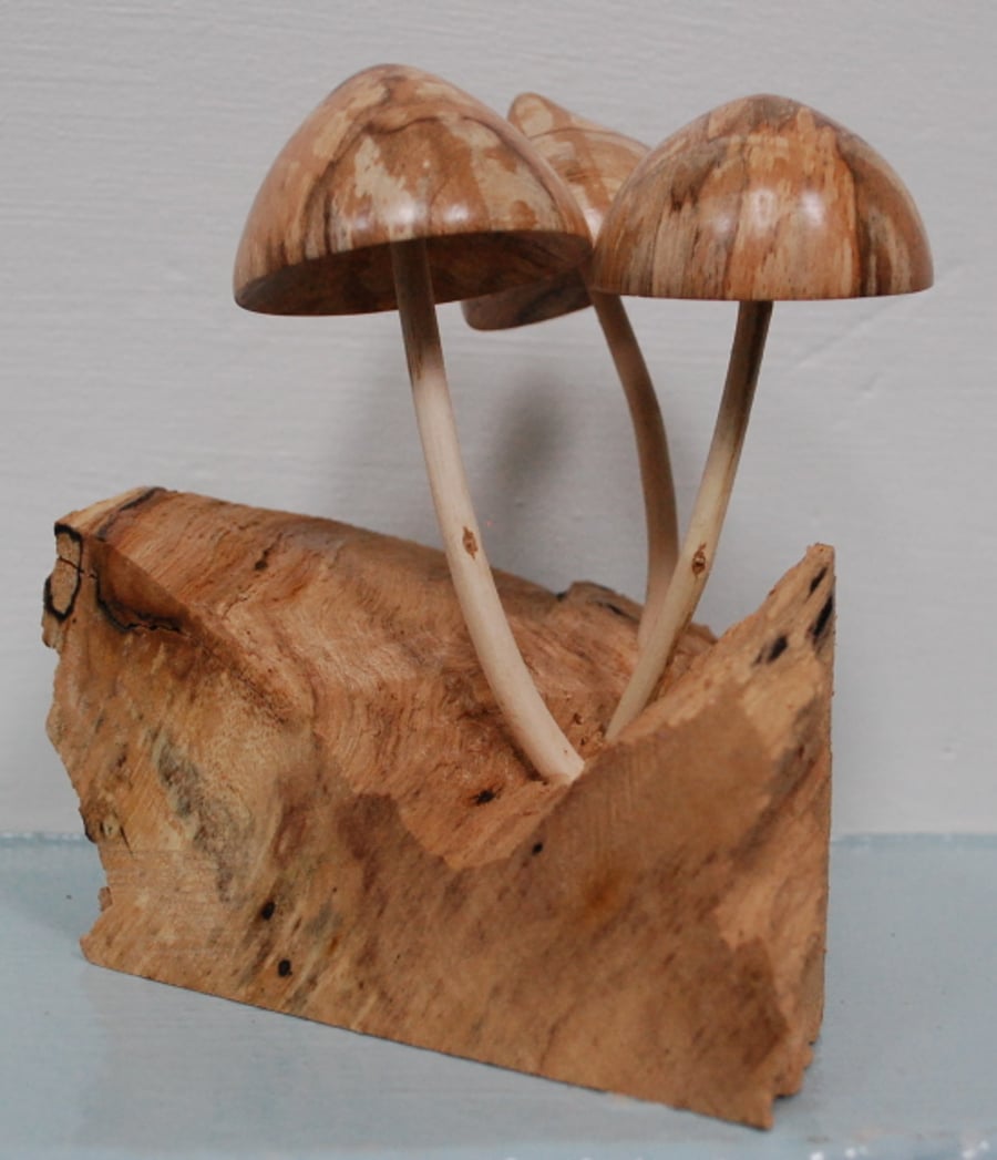 Fungi Sculpture on Yorkshire Grown Sycamore