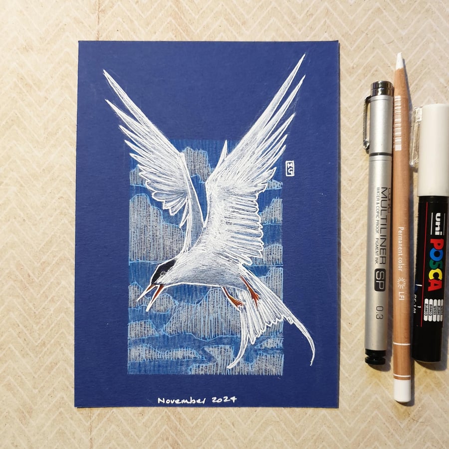 Arctic Tern Bird artwork - Small original bird drawing