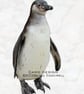 Exclusive Handmade Penguin In The Snow Christmas Cards  - Image 2
