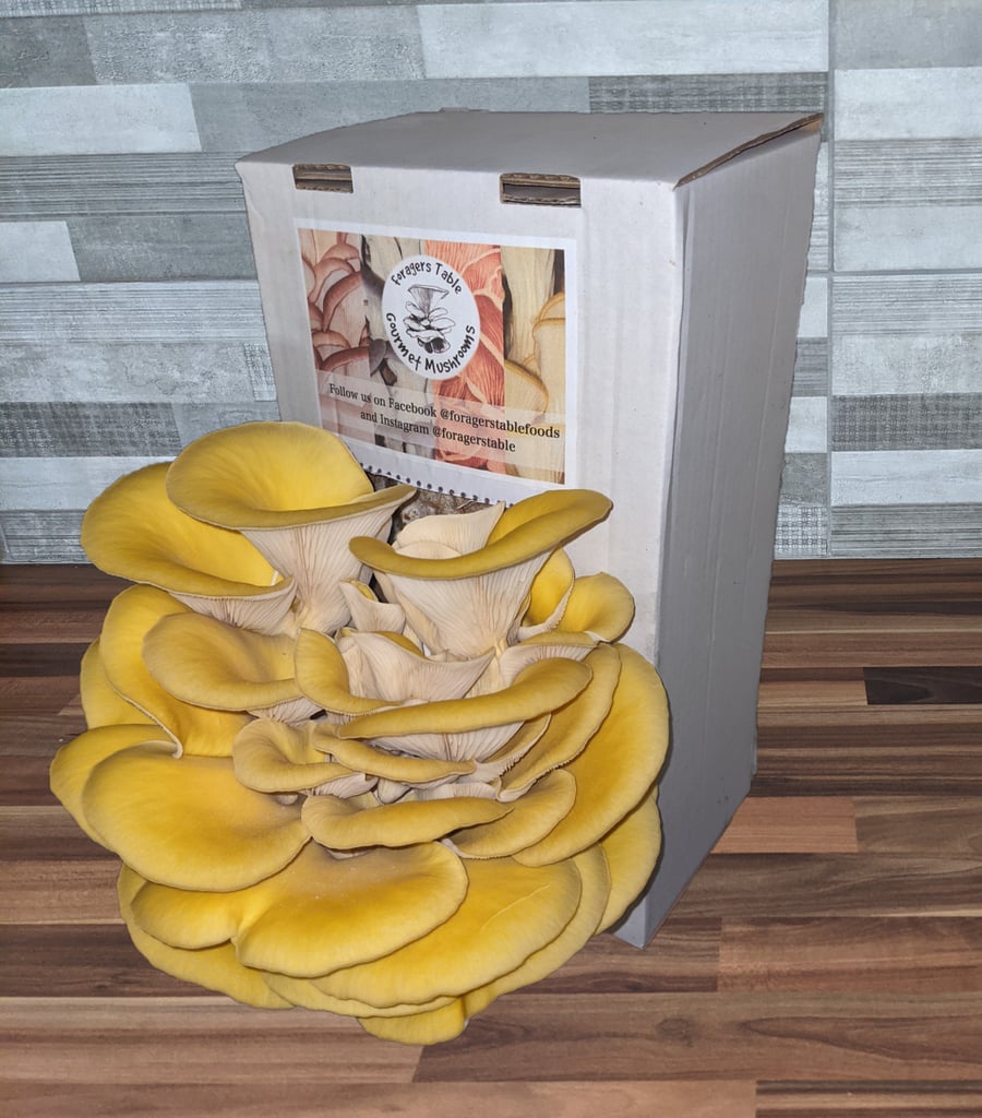 Oyster Mushroom Growing kit- Ready to Grow Gold Oyster Mushroom kit, (Pleurotus 