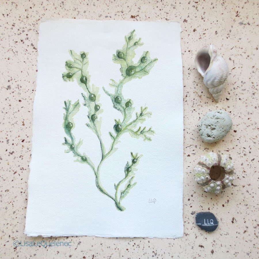 Seaweed botanical watercolour painting original coastal painting collection