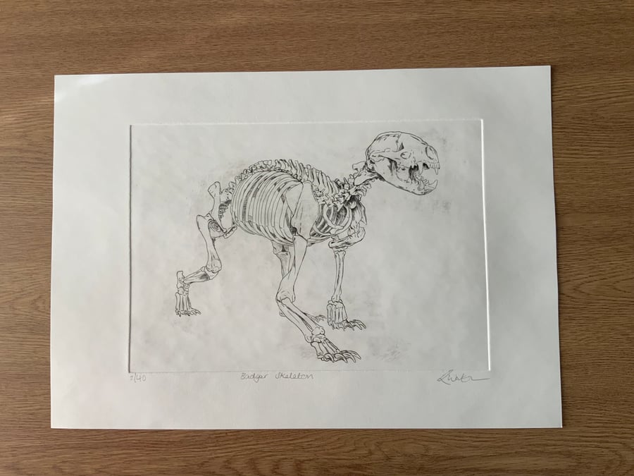 Drypoint Etching Print of a Badger Skeleton, Original Wildlife Art