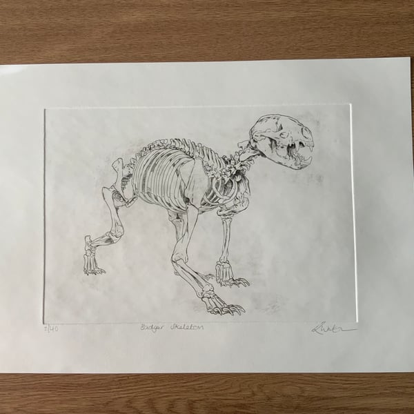 Drypoint Etching Print of a Badger Skeleton, Original Wildlife Art
