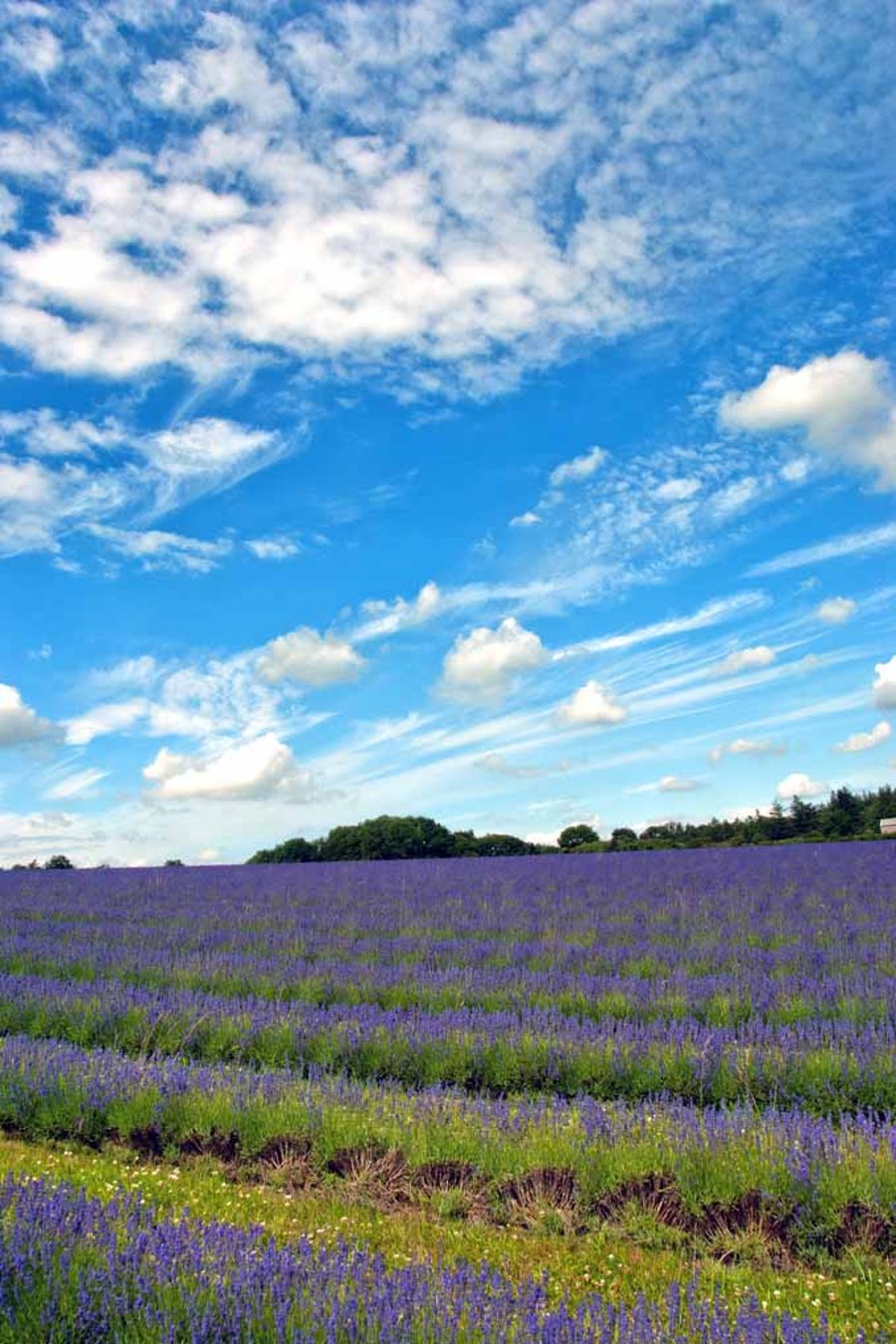 Lavender Field Summer Flowers Cotswolds England Photograph Print