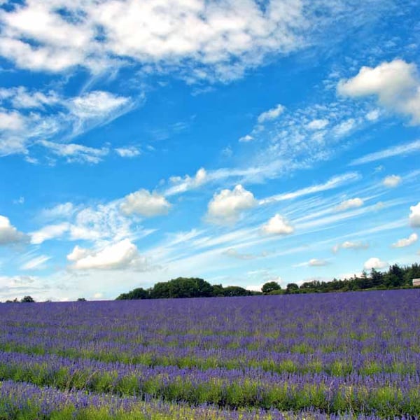 Lavender Field Summer Flowers Cotswolds England Photograph Print