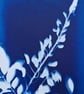 Cyanotype Botanical Print No. 3 - Image 5