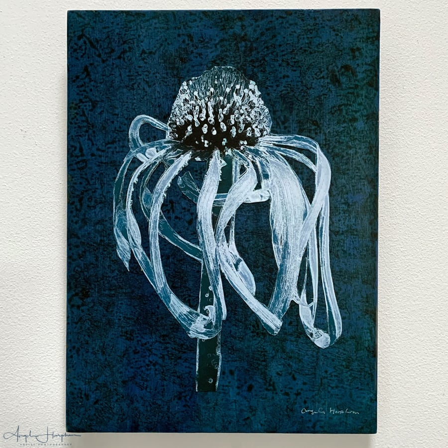 Blue Echinacea Photographic Cut Out Mounted on Wooden Panel
