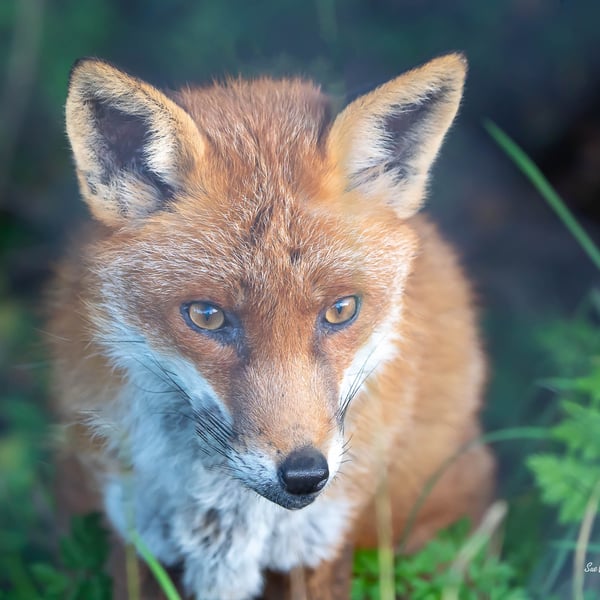 Cute Red Fox Limited Edition Original Hand-Signed Mounted Photograph 