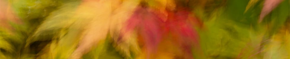 Sarah Cook Photography