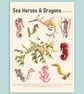 Sea Horses & Sea Dragons Art Print - Image 2