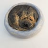 Border Terrier Yorkshire Pudding - 4