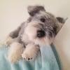 Schnauzer Puppy, dotpebblersknits design