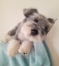 Schnauzer Puppy, dotpebblersknits design