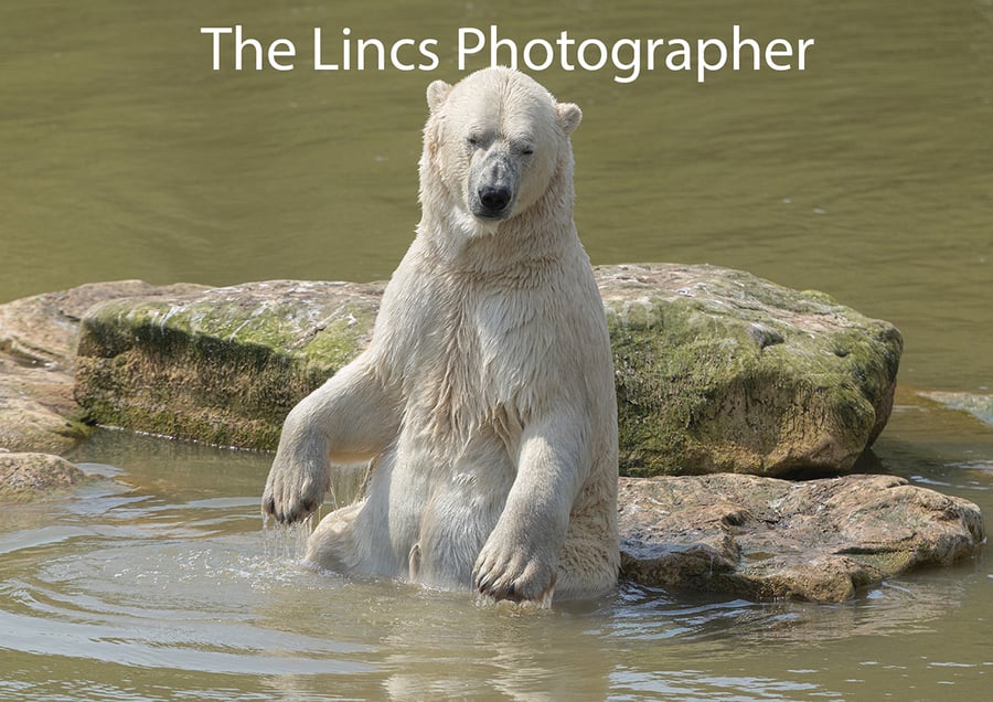 Polar Bear print (Limited edition of 10)
