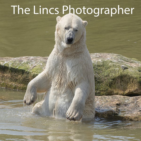 Polar Bear print (Limited edition of 10)