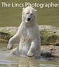 Polar Bear print (Limited edition of 10)